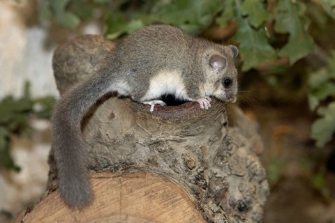 Dormouse standing on tree stump looking right