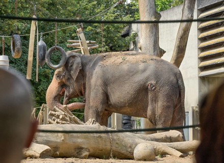 Asian elephant, Wilhelma, Zoological-Botanical Garden, Stuttgart, Baden-Württemberg, Germany