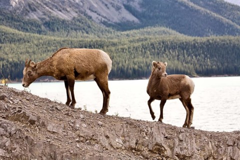 Rocky Mountain Sheep Alberta Canada young kid