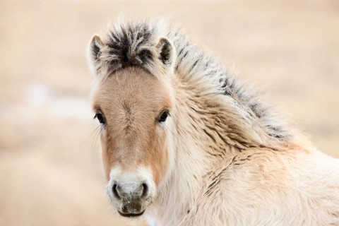 Young Colt Canada Saskatchewan Close Up Winter