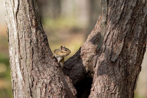 The eastern chipmunk. Is a chipmunk species found in eastern North America