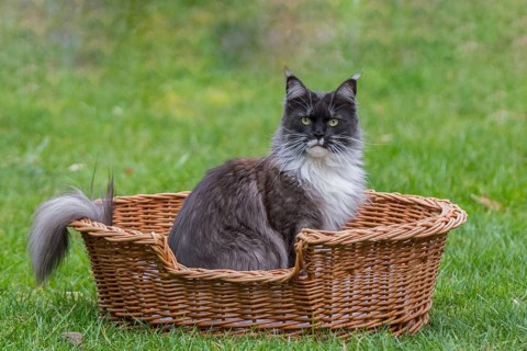 Maine-Coon cat in a basket