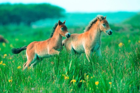 Two Exmoor ponies (Equus ferus caballus), Texel, Netherlands, Federal Republic of Germany