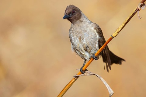 Common bulbul (Pycnonotus barbatus), Garden Bulbul, Bulbul des jardins, Bulbul naranjero, Tendaba