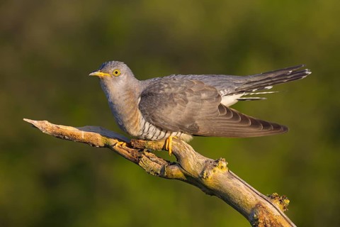 Common cuckoo (Cuculus canorus), Coucou gris, Cuco Europeo, Cuco Común, Ast, branch, Ormoz area,