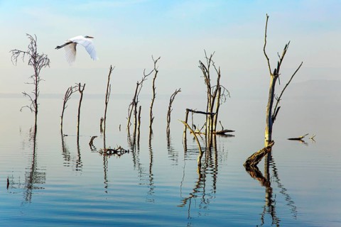 White heron looking out for prey. Gentle sunlight illuminates the half-flooded trees. Journey to