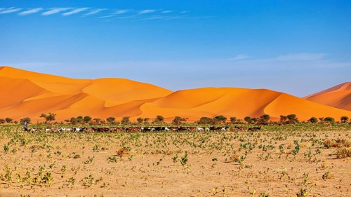 Wide landscape with impressive sand dunes and some trees, vegetation stretches in the foreground,