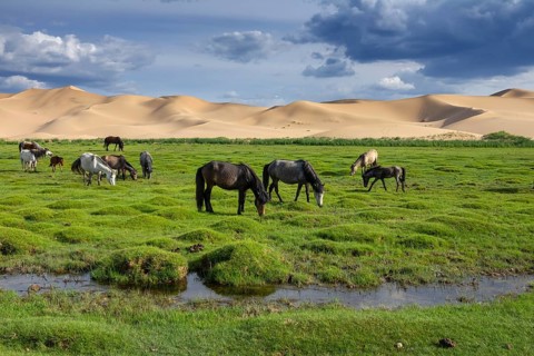 Horses eating grass in front of sand dunes nature landscape, Gobi Desert, Mongolia