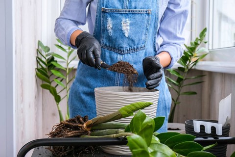 Gardener woman transplants indoor plants and use a shovel on table. Zamioculcas Concept of plants