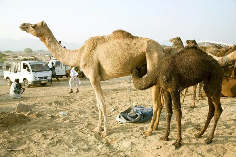Camel calf drinking mother milk, pushkar, rajasthan, Asia, India