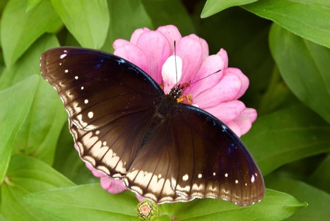 Danaid eggfly hypolimnas misippus in Lalbaugh, Bangalore, Karnataka, India