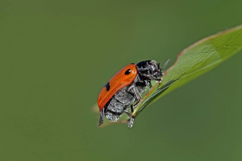 Ant sac beetle (Clytra laeviuscula)