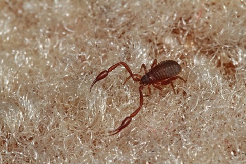 Book scorpion (Chelifer cancroides)