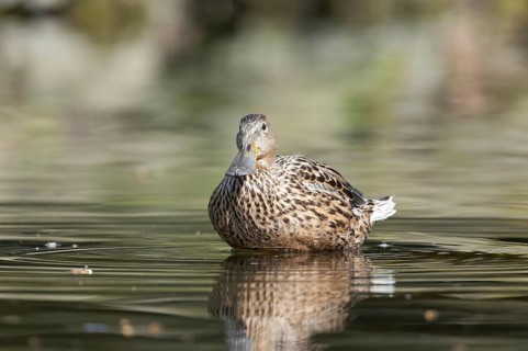 Female shoveler (Anas clypeata)