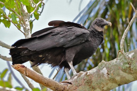 Raven vulture (Coragyps atratus)