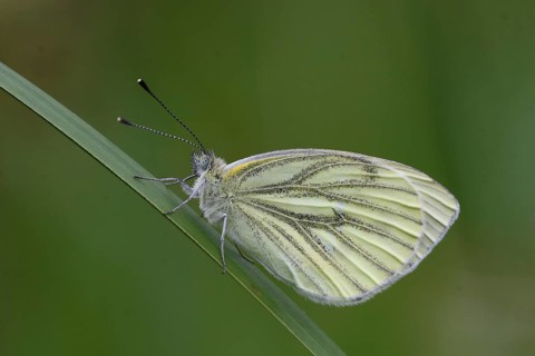 Green veined white butterfly (Pieris napi)