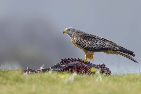 Red kite (Milvus milvus)
