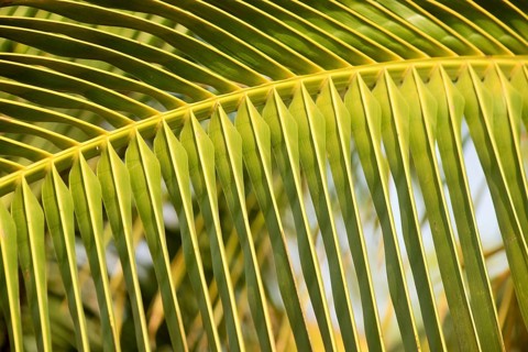 Palm tree frond at Agri, Pune, Maharashtra, India, Asia