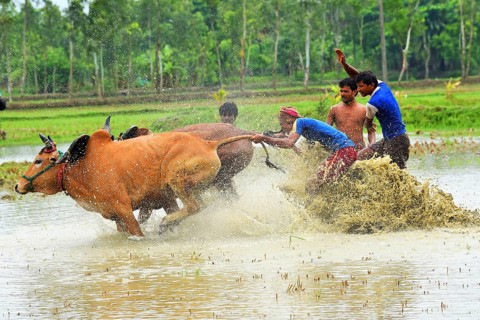 Moichara cattle race festival Herobhanga village, Canning railway station, West Bengal, India, Asia
