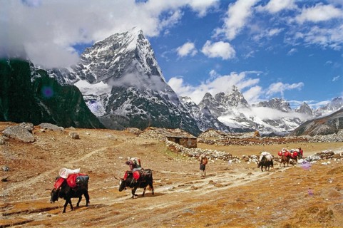 Yaks carrying trekkers luggage at Dusa village, Solukhumbu, Nepal, Asia