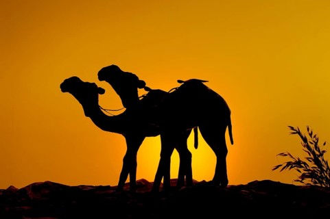 Orange yellow color sky land two camels