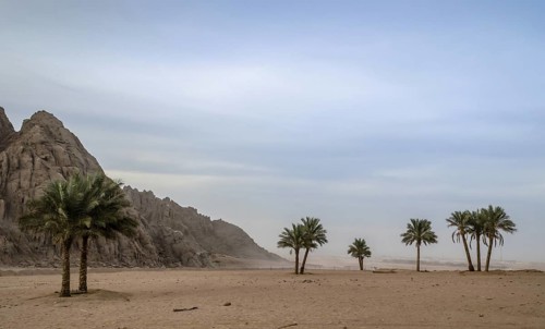 Green palm trees on the background of the desert of Egypt and the mountains