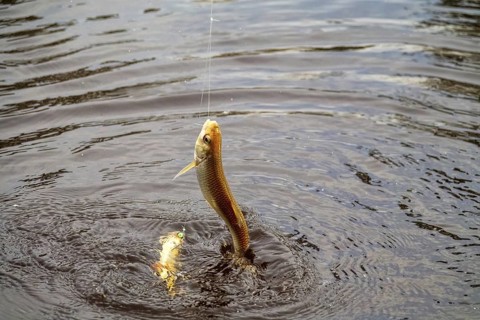 Roach. Gambling fishing on the river in the evening. Leger rig evening biting, bottom line set up.
