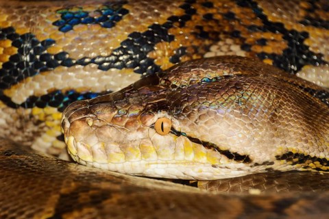 Portrait Of Python