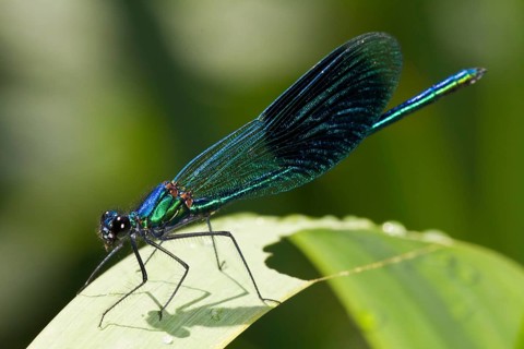 Macro of a male Banded demoiselle Calopteryx splendens on a leaf