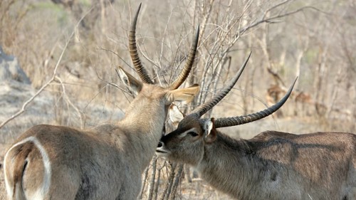 Waterbuck, Sabi Sands, Kruger National Park, South Africa South Africa