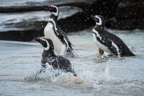 Magellanic Penguins (Sphreniscus magellanicus) landing on a beach, Bleaker Island, Falkland