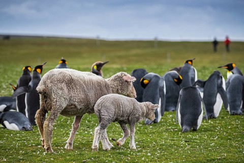 Sheep and king penguins (Aptenodytes patagonicus) on a pasture, Volunteer Point, Falkland Islands,