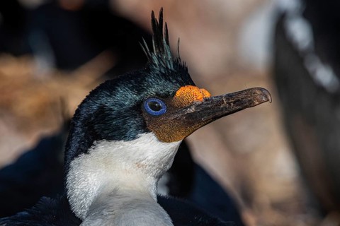 Blue-eyed Cormorant (Phalacrocorax atriceps), also Imperial shag, portrait, Bleaker Island,