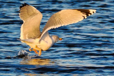 Seagull (Larinae) landing in the water, Brouwersdam, province of South Holland, Netherlands
