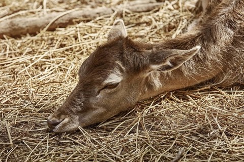 Deer without Horns Rests on the Ground