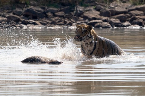 Tiger (Panthera tigris), Bengal tiger or Indian tiger, big cat (Pantherinae), carnivore
