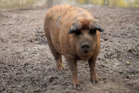 Woolly pig in the sand