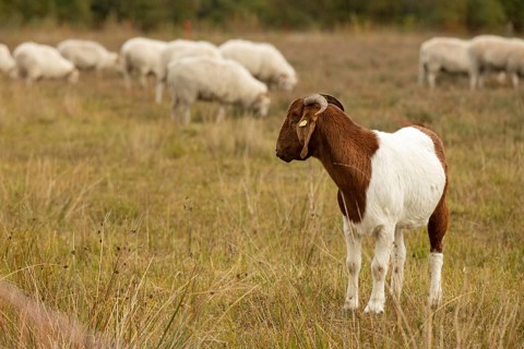Boer goat during landscape conservation