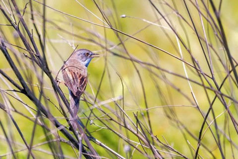The Common Whitethroat (Sylvia communis) on Branch