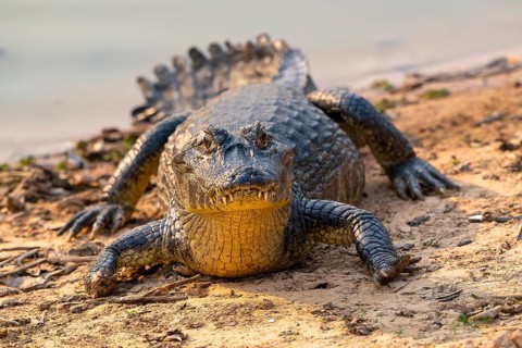 Caiman (Caimaninae), Crocodile (Alligatoridae), crocodile (Crocodylia), front view, close-up,