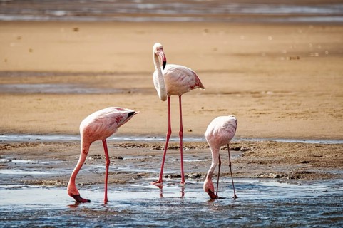 Close-up of flamingos in an Namibian bay
