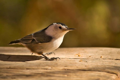 White Breasted Nuthatch sitting on a wooden plank. Birdlife. Sitta carolinensis
