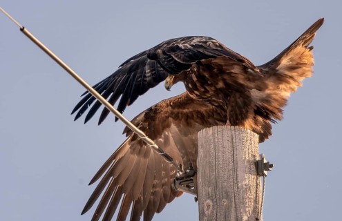 Golden Eagle Canada large majestic bird Prairies Canada