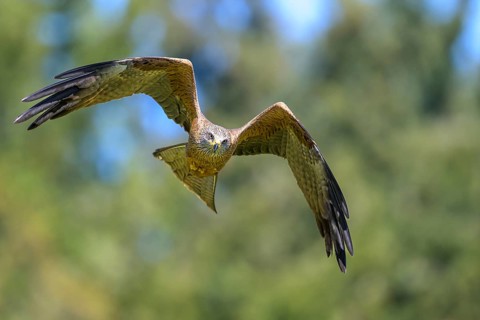 A black kite (Milvus migrans) flying majestically with outstretched wings in front of a blurred