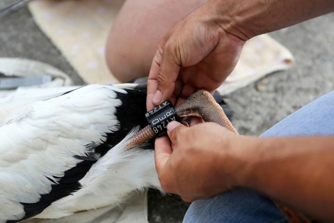 Stork ringing