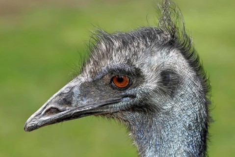 Emu