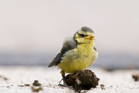 Young great tit