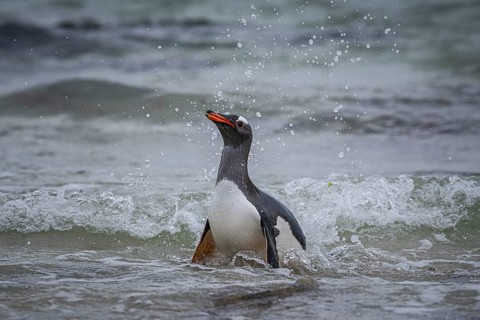 A gentoo penguin (Pygoscelis papua) landing on a beach, Pebble Island, Falkland Islands, Great