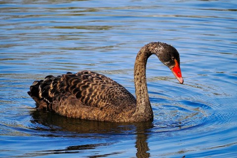 Swimming Black Swan (Cygnus atratus), Black Swan, North Rhine-Westphalia, Germany