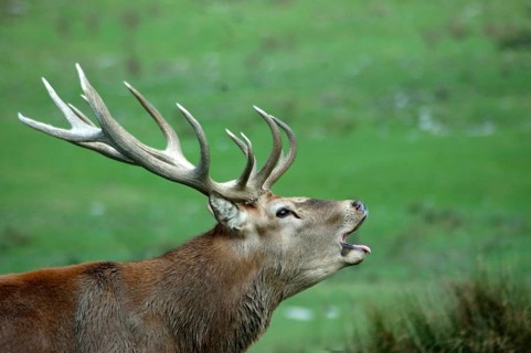 13 point red deer stag roaring during the rut, West Coast, South Island, New Zealand